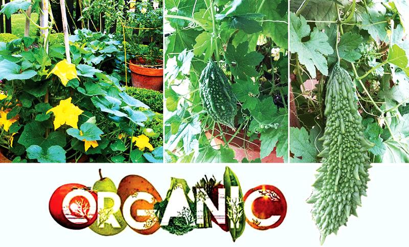 What does it Mean to live an Organic Lifestyle?